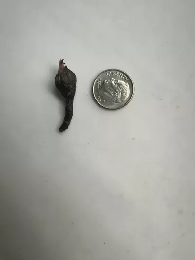 plant/Black Velvet Aurea Corm-1-thumbnail