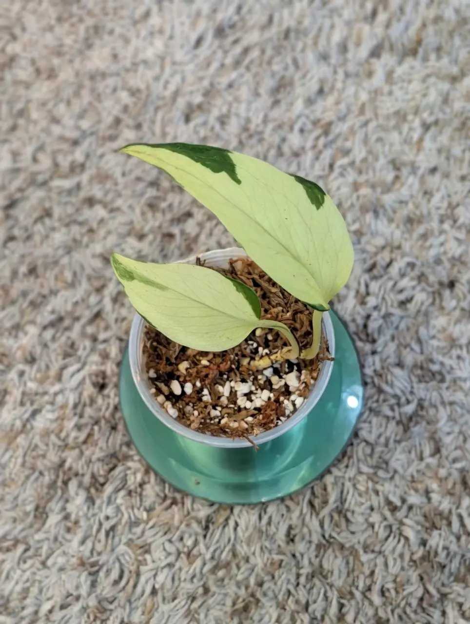 plant/Mutant Manjula Pothos #194-0