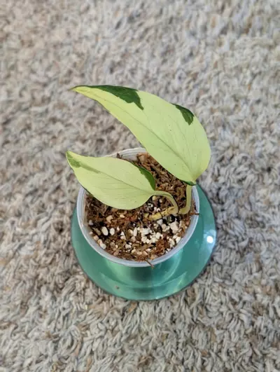 plant/Mutant Manjula Pothos #194-0-thumbnail