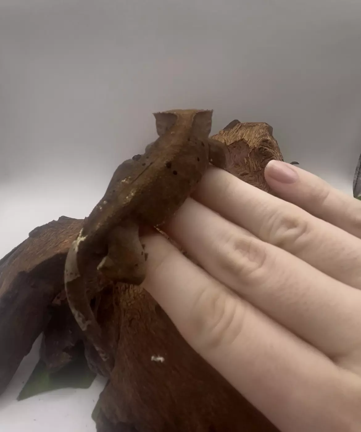 plant/Cappie - Dark RCK Cappuccino Male-2