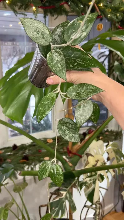 plant/Hoya verticillata splash-0-thumbnail