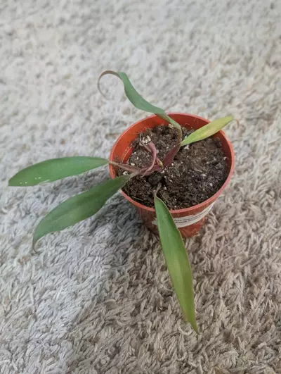 plant/Reverted Philodendron Caramel Marble #199-3-thumbnail