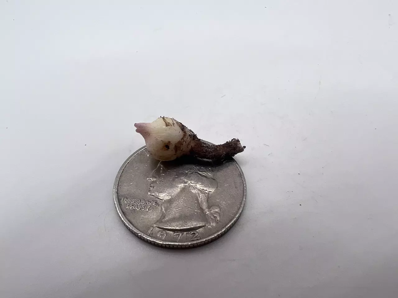 plant/0003 Alocasia Plumbae Corm-5