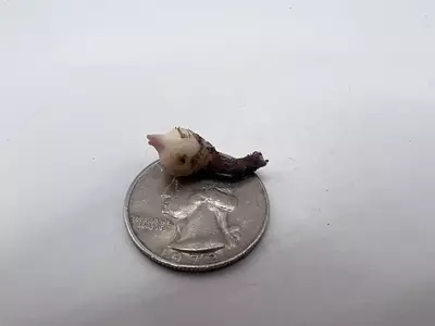 plant/0003 Alocasia Plumbae Corm-5-thumbnail