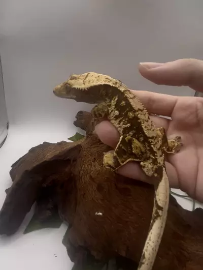 plant/Tokyo - Tri-Color Extreme By Altitude Exotics-0-thumbnail