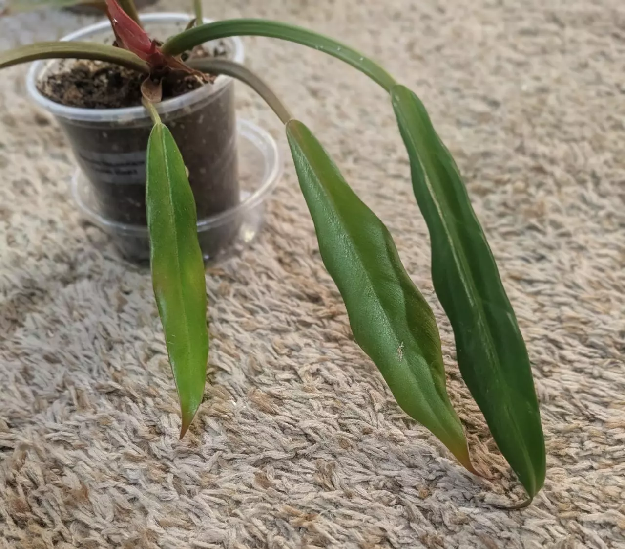 plant/Reverted Philodendron Caramel Marble #198-1