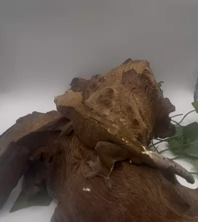 plant/Cappie - Dark RCK Cappuccino Male-0-thumbnail