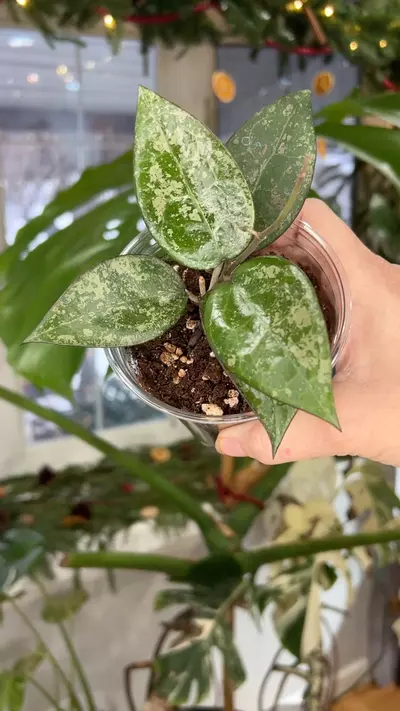 plant/Hoya verticillata splash-0-thumbnail