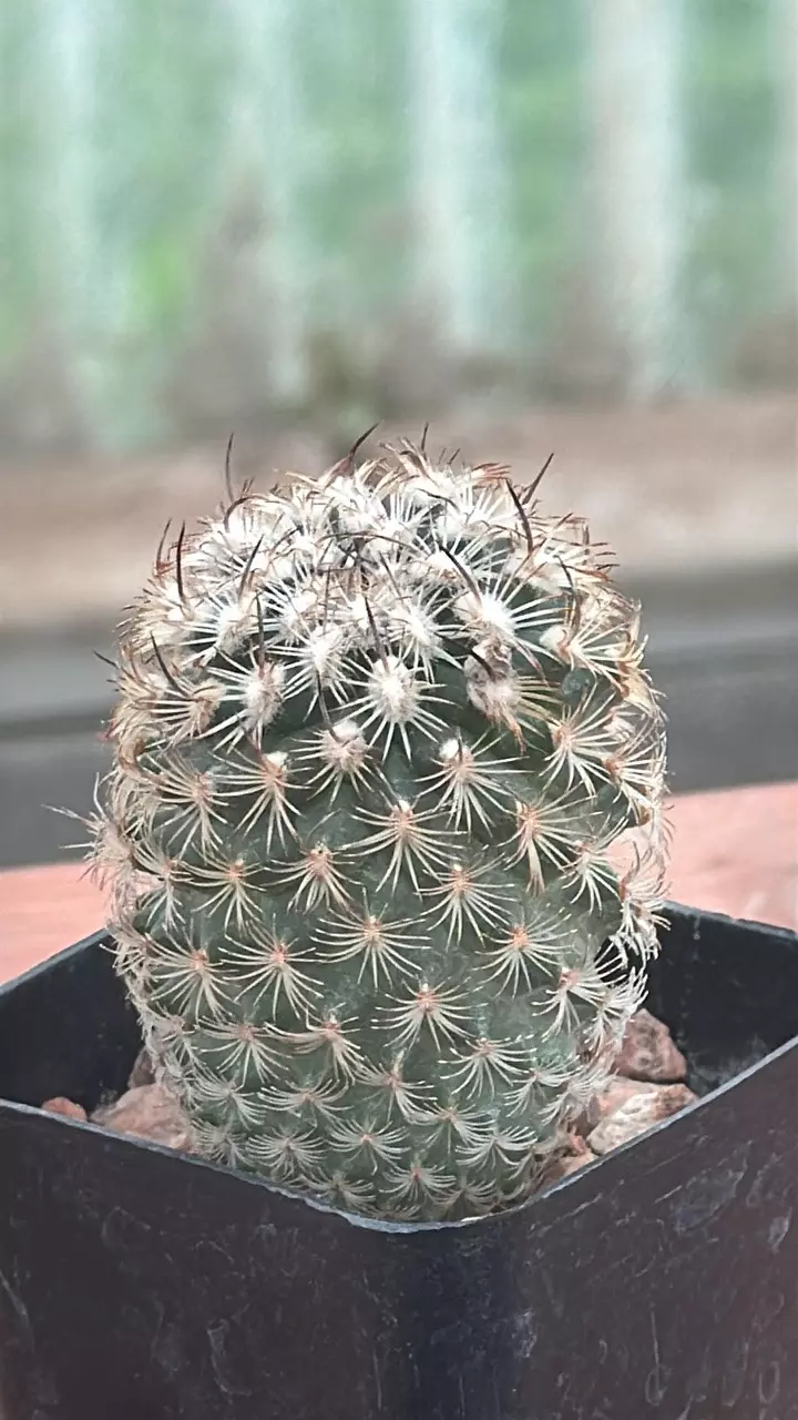 plant/Ps323 Turbinicarpus ysabelae-0