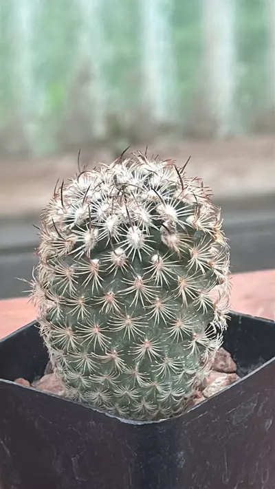 plant/Ps323 Turbinicarpus ysabelae-0-thumbnail