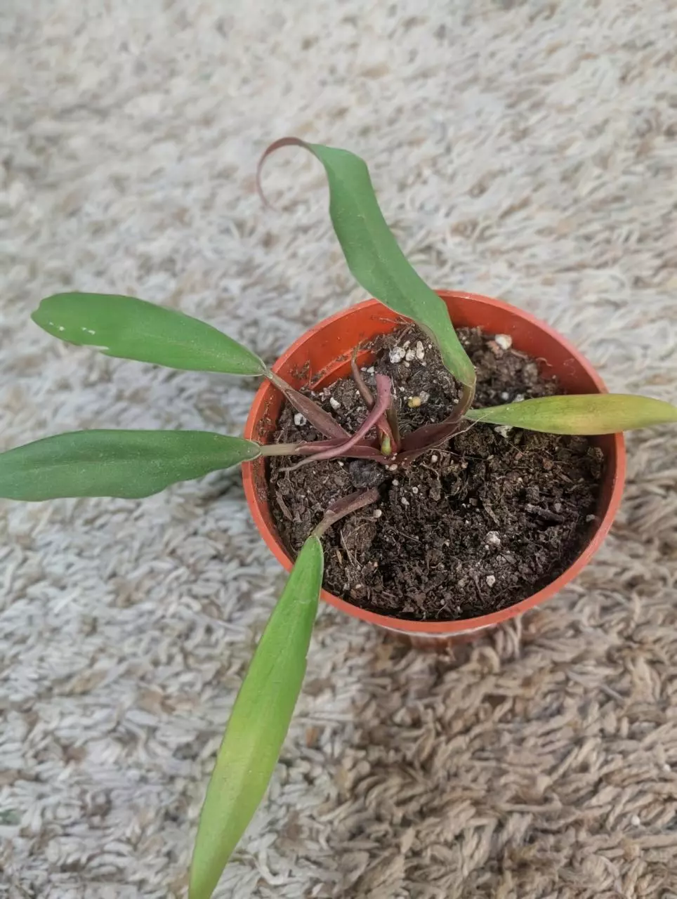 plant/Reverted Philodendron Caramel Marble #199-1