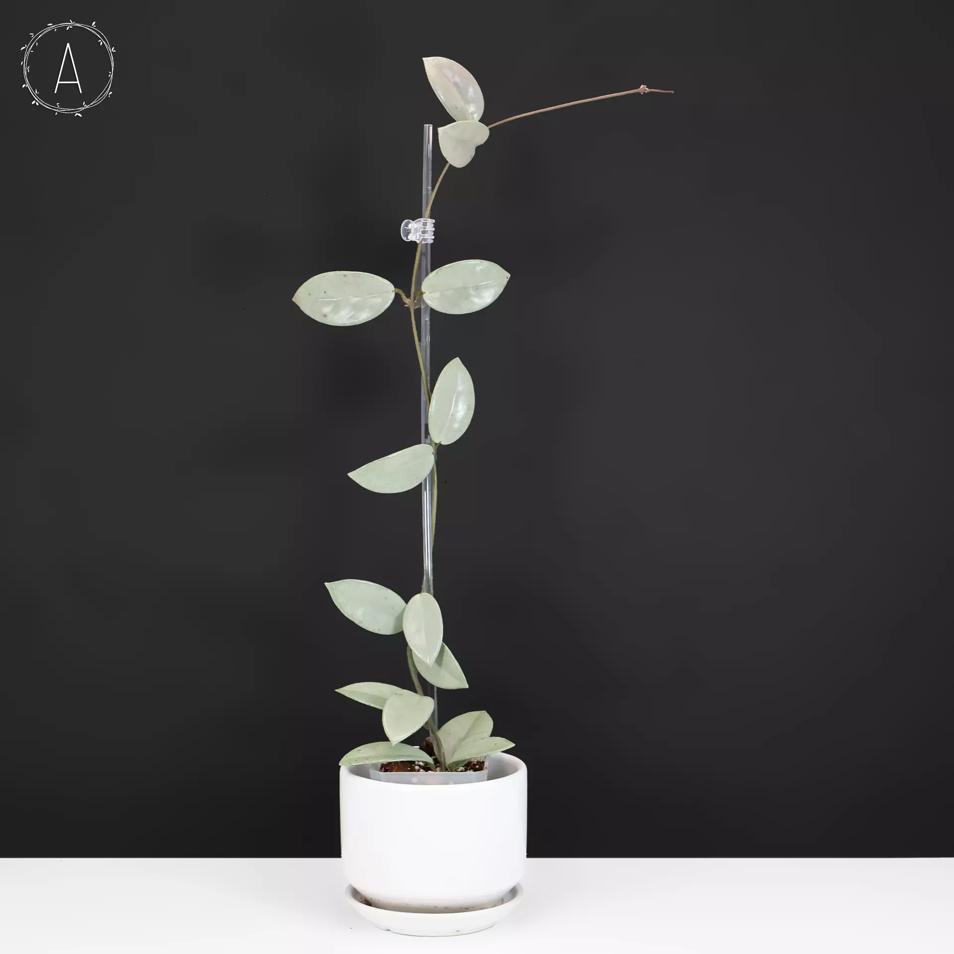 plant/Hoya Wilbur Graves Silver-0