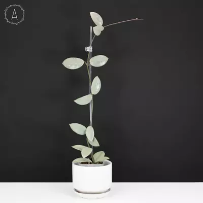 plant/Hoya Wilbur Graves Silver-0-thumbnail