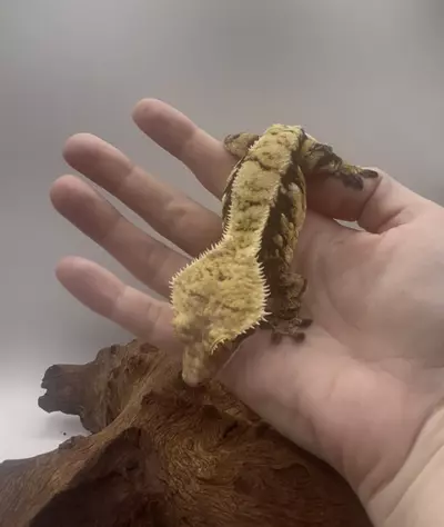 plant/Nika - Proven Tri-Color Drippy Harlequin Female-2-thumbnail