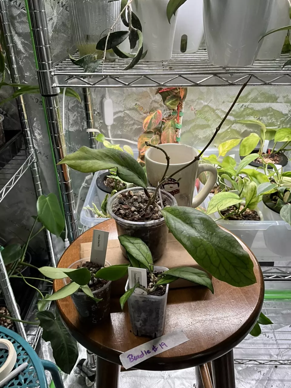 plant/Hoya Bundle #19 Finlaysoni long leaf, Crassipetiolata and Gracilias-0