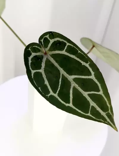 plant/Anthurium Tezula Dreamweaver-Dorayaki x Tezula Red Crystal-0-thumbnail