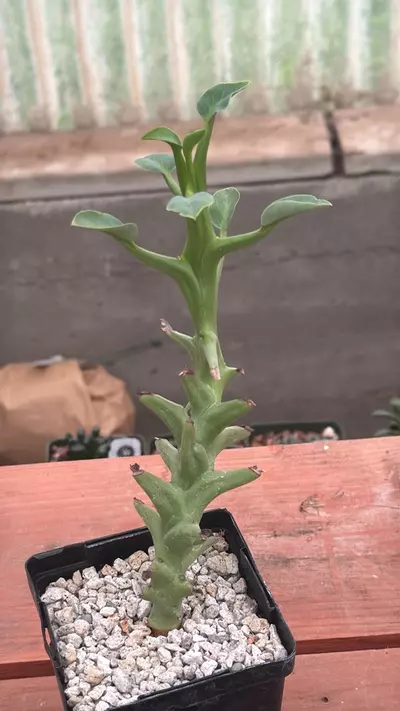 plant/Ps319 Euphorbia hamata-0-thumbnail