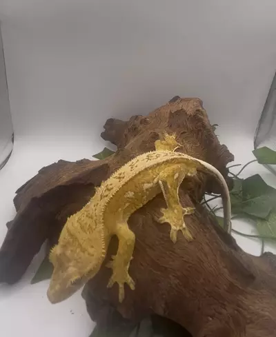 plant/Cashew - Vibrant Yellow Harlequin-2-thumbnail