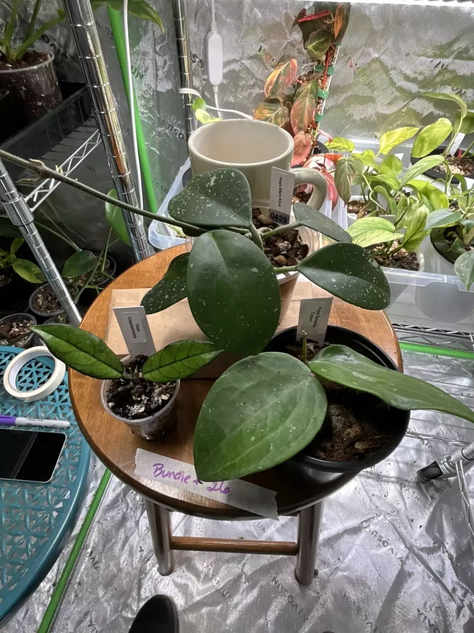 plant/Hoya Bundle # 26 - Carnosa Mary Alice, Sarawak Cream and Callistophylla-0