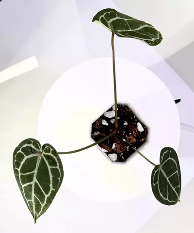 plant/Anthurium Tezula Dreamweaver-Dorayaki x Tezula Red Crystal-1-thumbnail