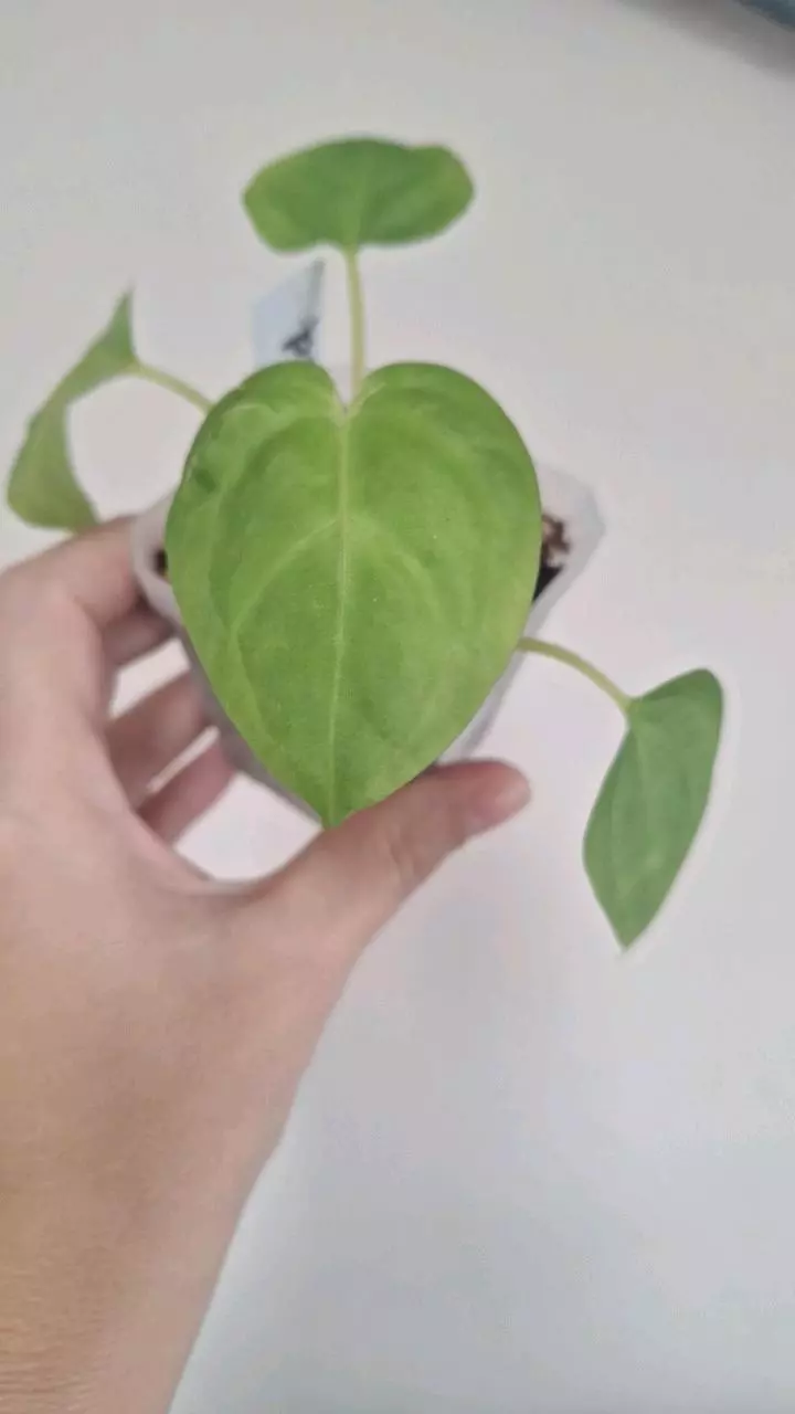 plant/Anthurium Blinky Bill-0