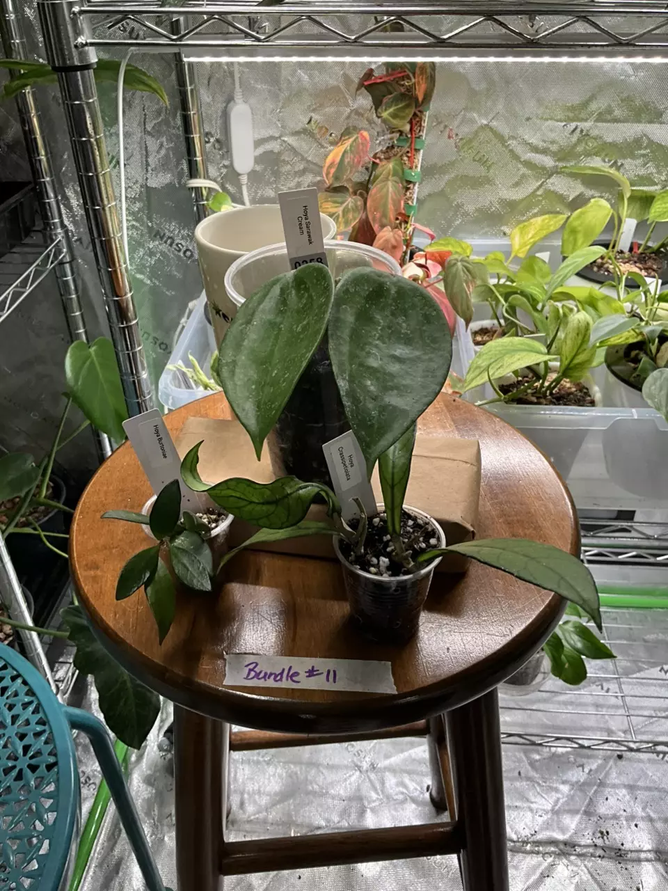 plant/Hoya Bundle #11 - Sarawak Cream, Crassipetiola, and Burtonaie-0