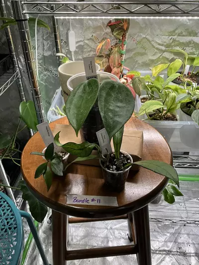 plant/Hoya Bundle #11 - Sarawak Cream, Crassipetiola, and Burtonaie-0-thumbnail