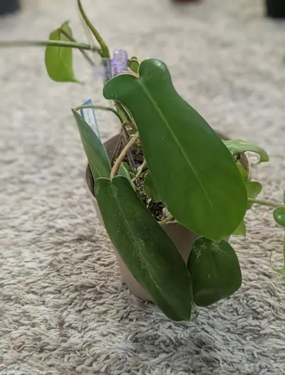 plant/Philodendron Florida Green 5" #197-1-thumbnail