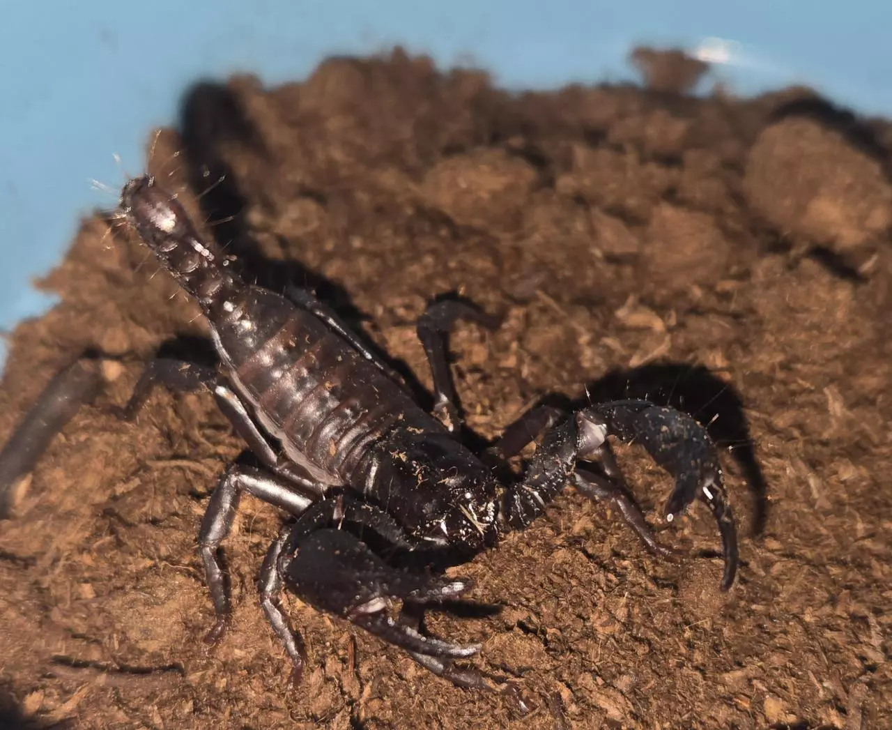 plant/Asain Forst Scorpion Bab6-0