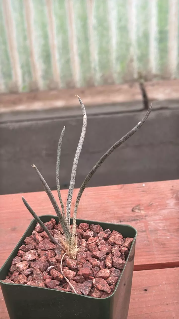 plant/Ps320 Astrophytum caput-medusae-0