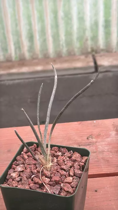 plant/Ps320 Astrophytum caput-medusae-0-thumbnail