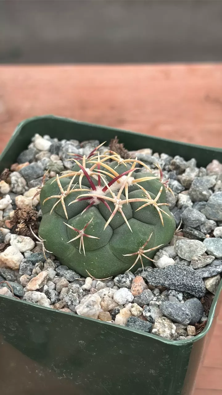 plant/Ps337 Thelocactus lloydii var. major-0