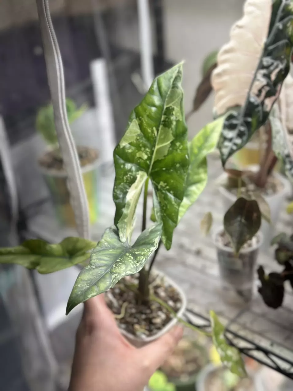 plant/Simpo Albo Corm-0