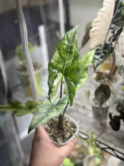 plant/Simpo Albo Corm-0-thumbnail