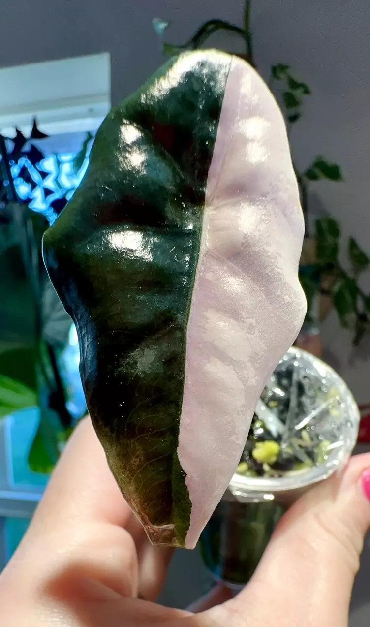 plant/PINK Chantrieri Alocasia-0