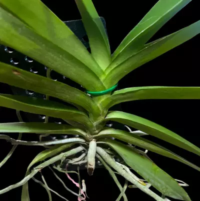 plant/Vanda Tango Fire Yellow Star- mounted orchid plant-1-thumbnail