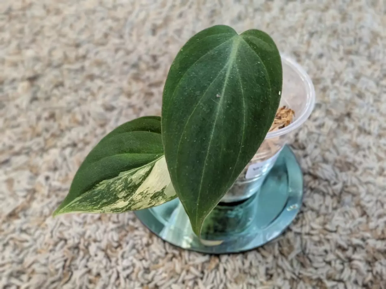 plant/Philodendron Micans Aurea #193-0