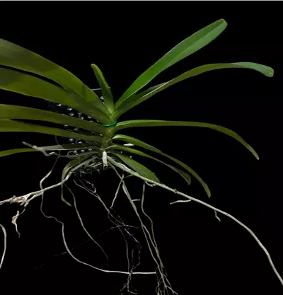 plant/Vanda Tango Fire Yellow Star- mounted orchid plant-2-thumbnail