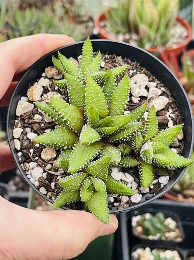 plant/Haworthia Attenuata f. Enon 3”-1-thumbnail