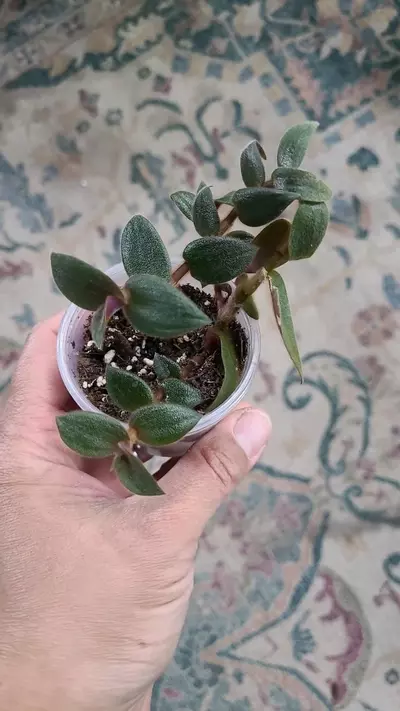 plant/Cyanotis Kewensis (Teddy Bear Vine) 2" 11-241-0-thumbnail