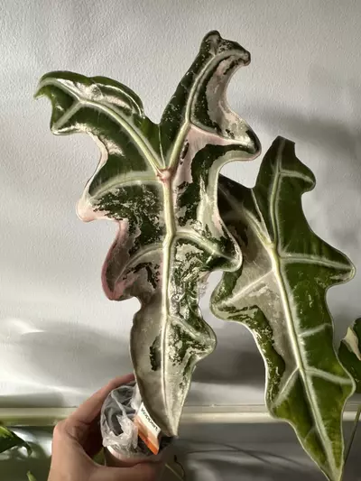 plant/Alocasia Pink Nobilis K CORM-0-thumbnail