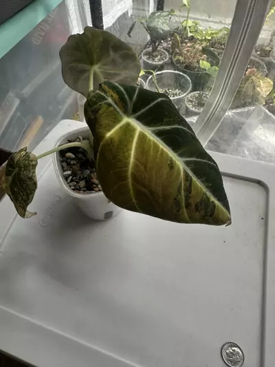 plant/Black Velvet Aurea Corm-0-thumbnail