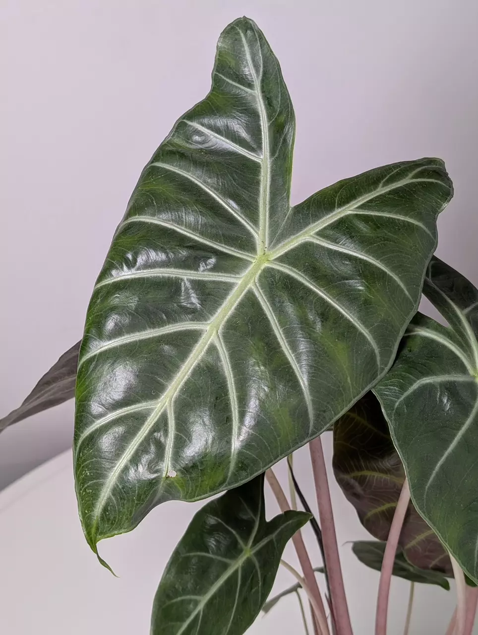 plant/Alocasia Morocco CORM (GC)-0