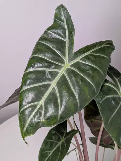 plant/Alocasia Morocco CORM (GC)-0-thumbnail