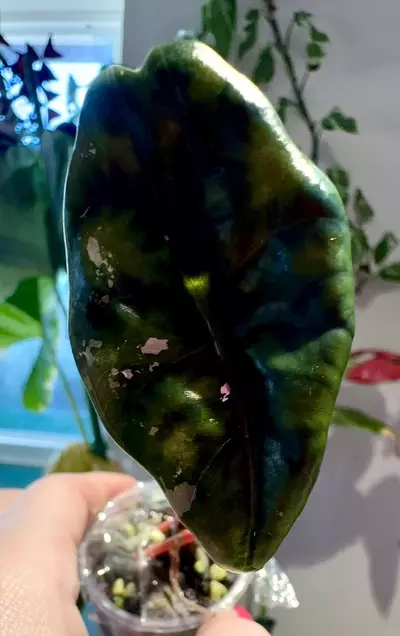 plant/PINK Chantrieri Alocasia-0-thumbnail