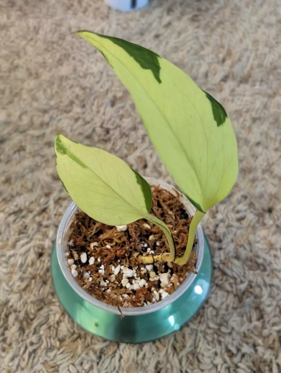plant/Mutant Manjula Pothos #194-1