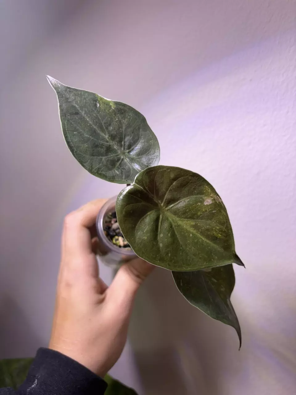 plant/✨Alocasia Wentii Pink Splash✨-0