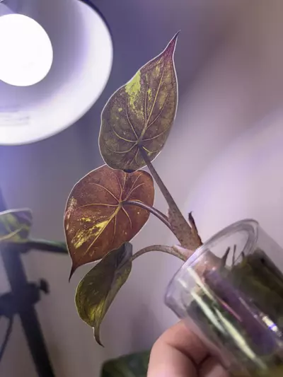 plant/✨Alocasia Wentii Pink Splash✨-1-thumbnail