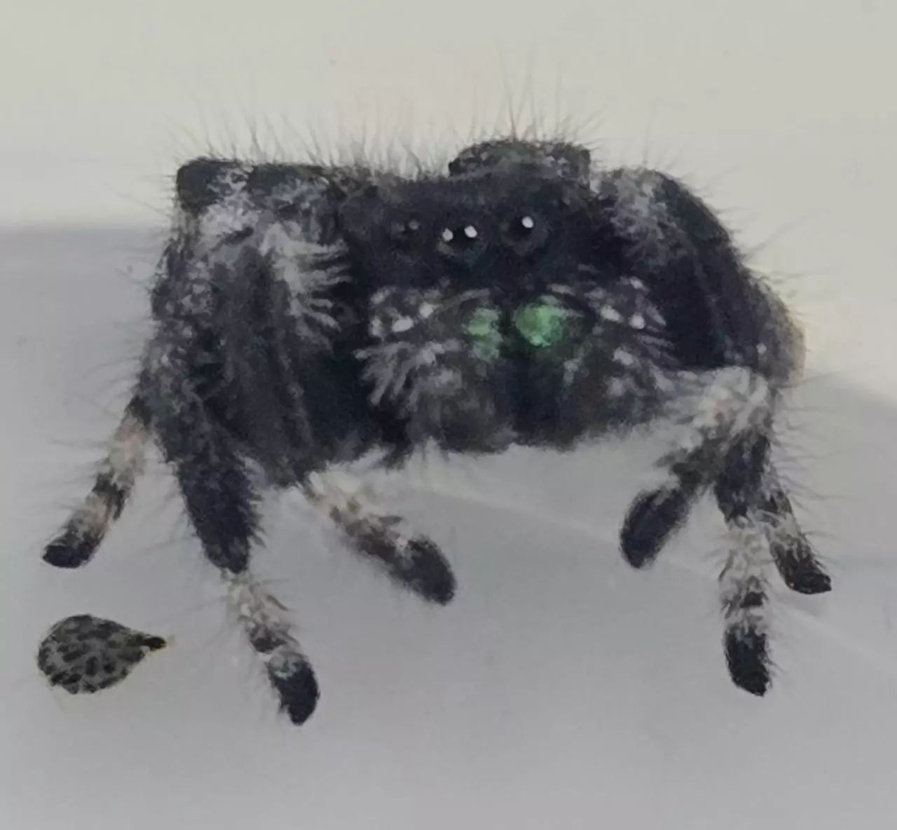 plant/Regal Jumping Spiders-0