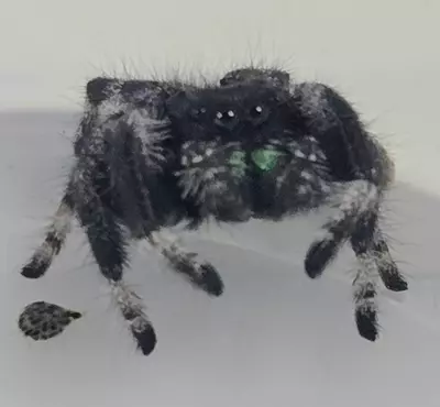 plant/Regal Jumping Spiders-0-thumbnail